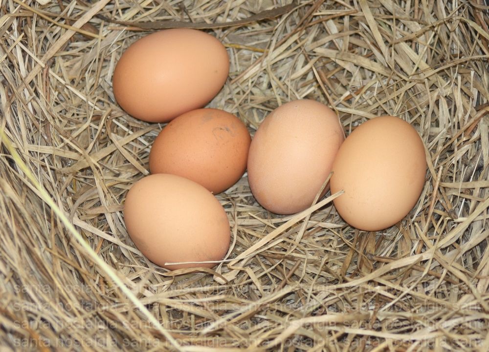 [ninho de ovos[4].jpg]