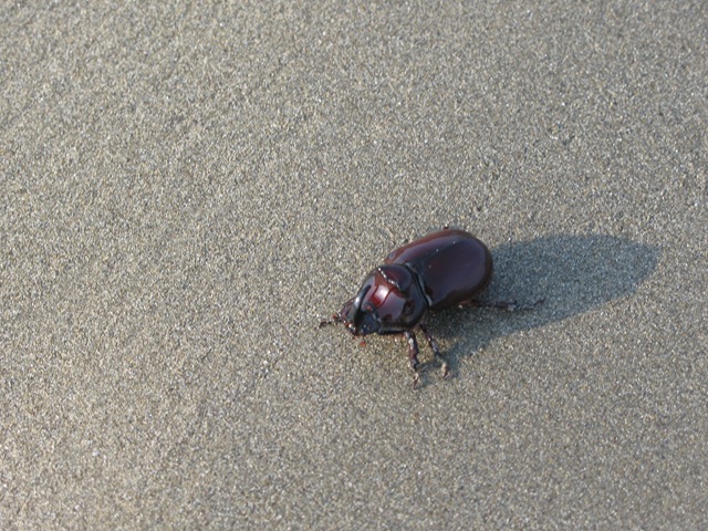 [forte dei marmi 2010 030.jpg]
