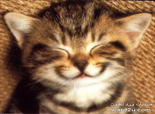 نقره لعرض الصورة في صفحة مستقلة