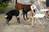 Bate papo canino