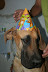 O tema da festa era Scooby Doo