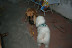 Galileu tentando fazer amizade com o Scooby