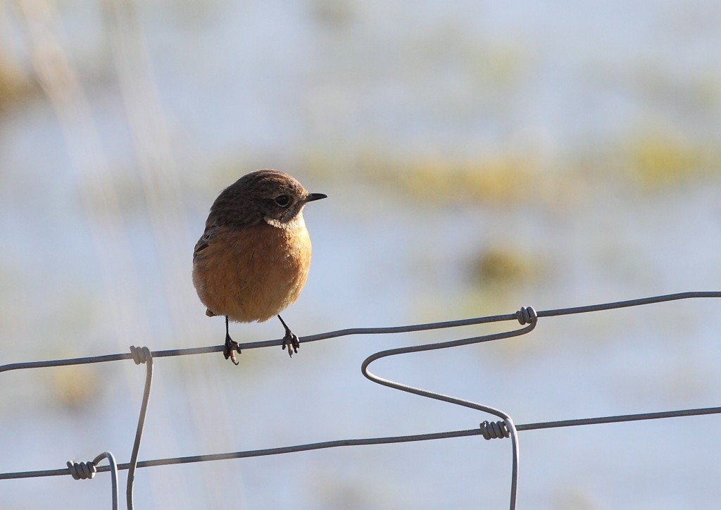 [stonechat[2].jpg]