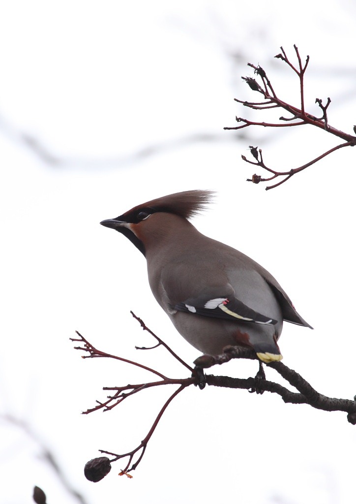 [waxwing2[2].jpg]