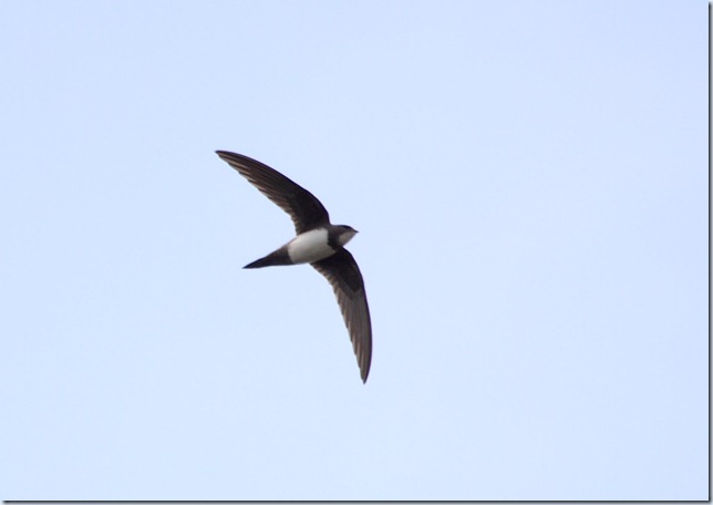 alpine_swift1