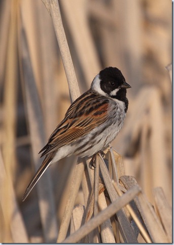 reed bunting