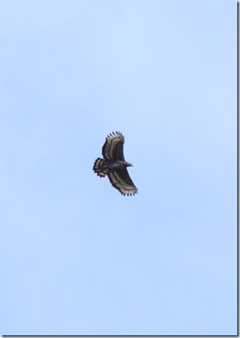 crowned eagle