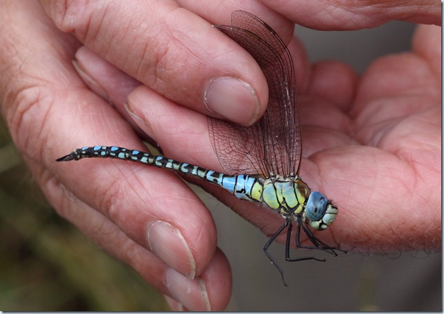 southern_migrant_hawker_male