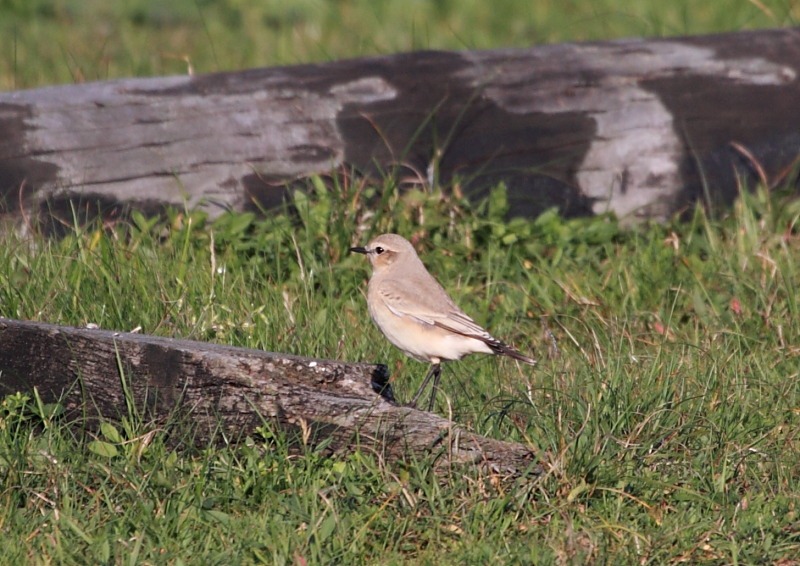 [isabellline_wheatear[2].jpg]