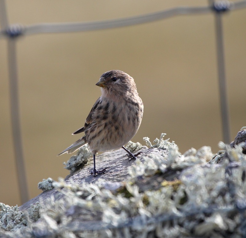 [twite1[2].jpg]
