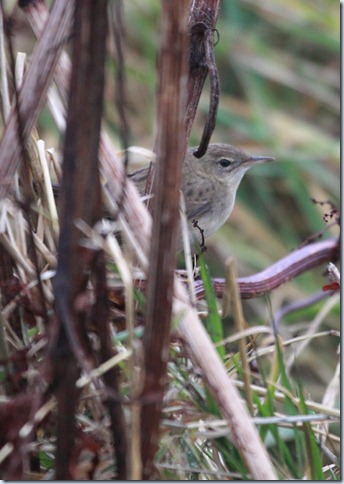 gropper1
