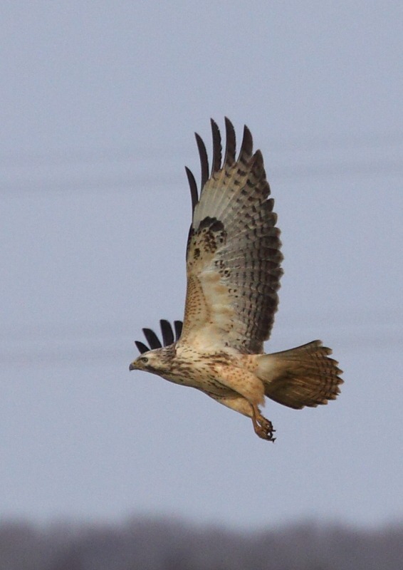 [pale_buzzard[3].jpg]