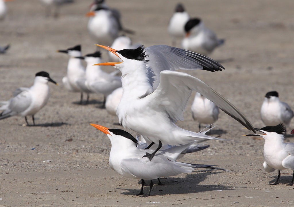 [royal_tern6[3].jpg]