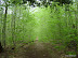 Horse Trail was quite Green