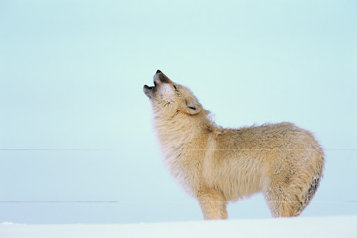 lobos lobos