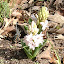 Hyacinths