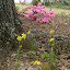 NellJean's Frontyard garden