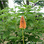Kniphofia uvaria