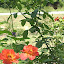 NellJean's Rose garden