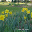 Daffodils