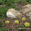 NellJean's South Rock garden