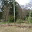 NellJean's Rose garden