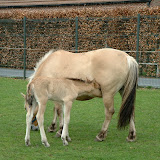 Jolientje 001.jpg