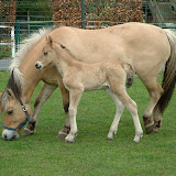 Jolientje 002.jpg