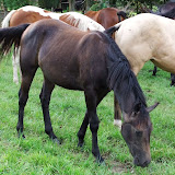 Wisor1.jpg