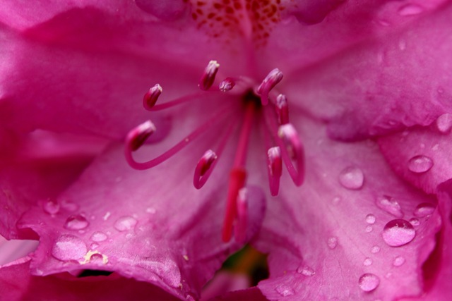 [Rhododendron im Morgentau_g (v.Hans)[13].jpg]