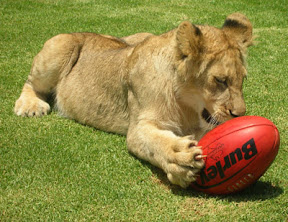 Lion Footy
