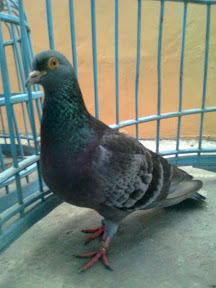 PETRUK