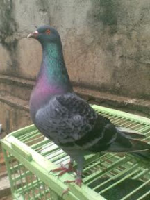 Dijual..000.jpg