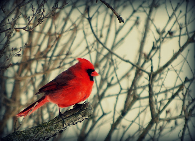 cardinal