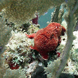 Utila Reef Creatures