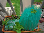 6 week brandy boy tomato and friends - mostly spinach.