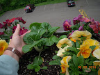 Biggest toy choi I've ever grown - they appreciate full sun and 70's temps!