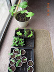 2 week bush beans, herbs, vinca, 1 week cucurbits, couple marigolds.