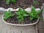 Baby leaf spinaches