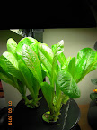 6 week romaines
