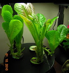 7 week romaines - delicious. Roman Emperor (left) is especially sweet.
