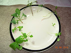 14 day thinnings, mirrored CFL left, LED right, from top: tomato, radish, lettuce, mustard greens