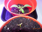 14 day LED side tomato after thinning, and first pepper just emerged.