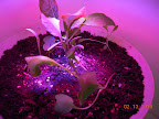 21 days LED side pre-harvest - 2nd spinach up today