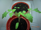 21 days CFL tomato/pepper: all pepper seeds did eventually germinate