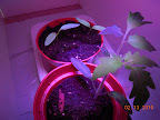 21 days LED tomato/pepper: all pepper seeds did eventually germinate