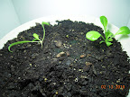 there's a second spinach seedling (up yesterday), but no leaves?