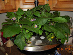11.5/10.5 week eggplants