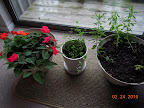 12 week impatiens cutting, I forget how old the mint and snapdragons / coleus are. Sun only touches the snaps a little in winter.