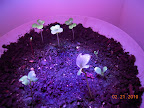 1 week LED greens. Spritzing them because last attempt's lettuce looked like it maybe suffered from dry air.